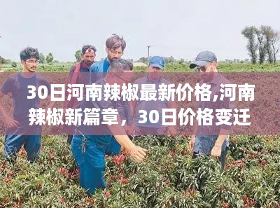 河南辣椒新篇章，价格变迁背后的励志故事与最新行情分析
