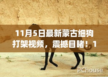 震撼瞬间！蒙古细狗激烈打斗视频，全网热议！