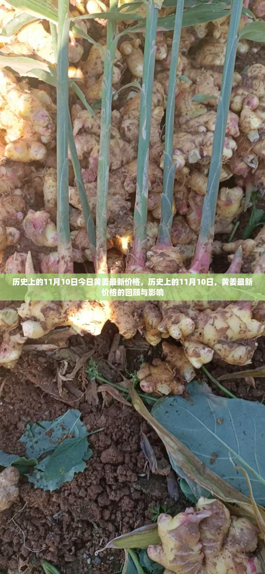 历史上的11月10日，黄姜最新价格回顾与影响分析
