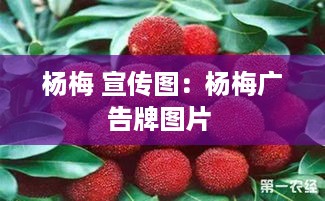 杨梅 宣传图：杨梅广告牌图片 