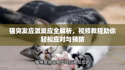 猫突发应激反应全解析，视频教程助你轻松应对与预防