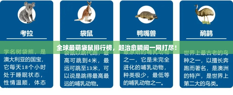 全球最萌袋鼠排行榜，超治愈瞬间一网打尽！