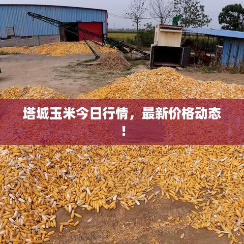塔城玉米今日行情，最新价格动态！
